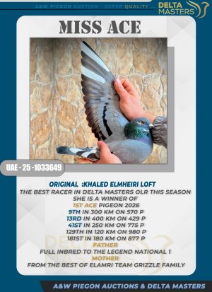 Miss ace ❤️ Delta master 1st Ace pigeon