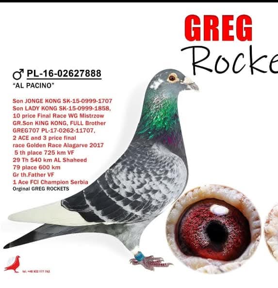 هنا دلتا ماسترز مع ثاني اس هذا العام للجنرال محمد العباسي 100٪ جريج روكيتس - الصورة 12