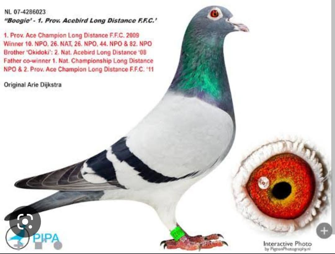 هنا دلتا ماسترز مع ثاني اس هذا العام للجنرال محمد العباسي 100٪ جريج روكيتس - الصورة 8