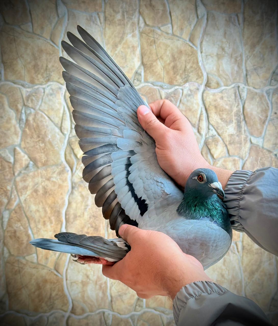 هنا دلتا ماسترز مع ثاني اس هذا العام للجنرال محمد العباسي 100٪ جريج روكيتس