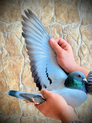 هنا دلتا ماسترز - ثالث اس النقطة لهذا العام ذكر من تفريخ الجرايحي لوفت