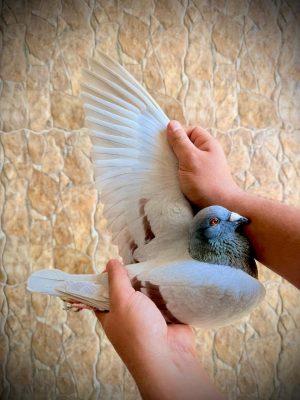 هنا دلتا ماسترز - رابع اس النقطة لهذا العام من انتاج البطل الخلوق اشرف الشرقاوي بالاشتراك مع المحترم البطل أحمد عماد