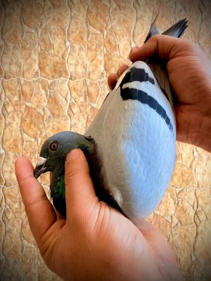 هنا دلتا ماسترز - خامس الٱس للبطل المتميز عبود ممدوح