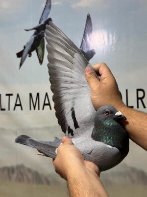 دلتا ماسترز - طير رقم 1807 للبطل الاستاذ مجدي غبريال نصف اخ لتالت اس الاهرام