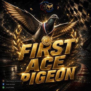 🔥🔥💪 أول آس دربي آل نجيب ( سرعات) للبطل الخلوق 💥🔥احمد جلال💥🔥💪🔥🔥