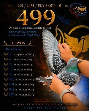 طير رقم 499 للبطل محمد مصطفي واياد رابع النهائي