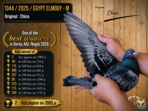 طير رقم 1344 للبطل شيكو ثاني اس النقطة وواحد من افضل طيور النقطه