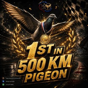 🔥🔥💪 أول ال500 كم دربي آل نجيب للاستاذ مصطفي السمري موسم ٢٠٢٥-٢٠٢٦