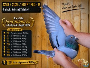 طير رقم 4258 للبطل امين عبد العزيز