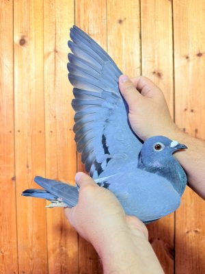 طير رقم 1007 للبطل احمد طارق الشاطر