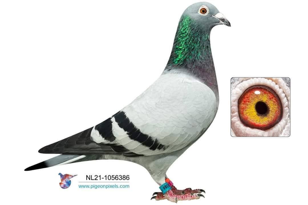 طير رقم 707 للبطل السعيد السنباطي - الصورة 7