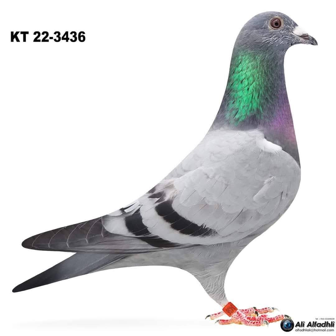 طير رقم 707 للبطل السعيد السنباطي - الصورة 8